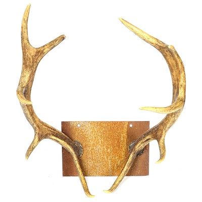 Decorative Mounted Antlers Decorative Mounted Antlers