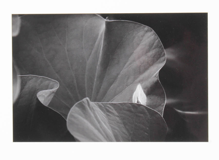 Pair of Black and White Floral Prints