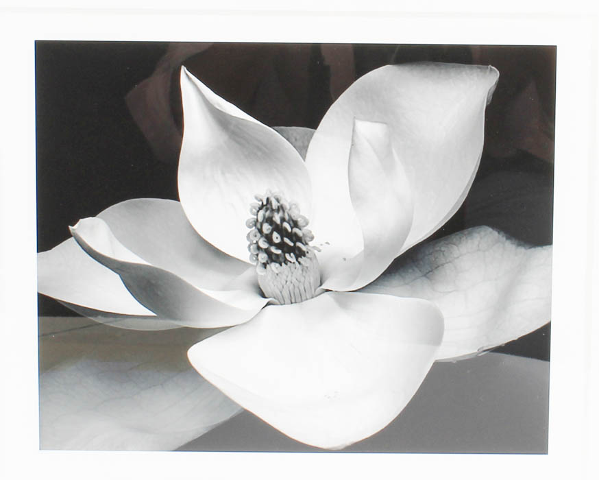 Pair of Black and White Floral Prints