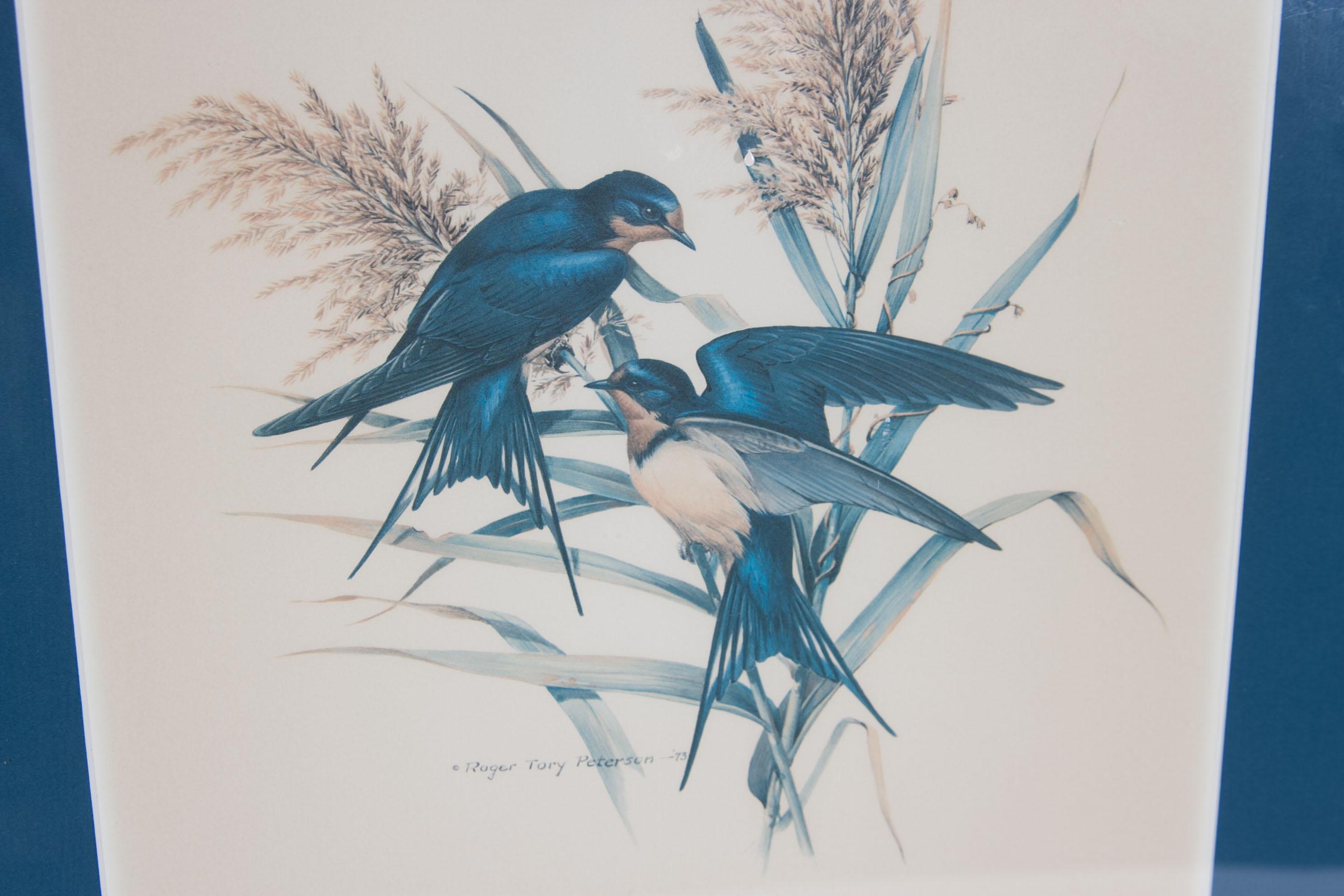 Roger Tory Peterson "Barn Swallow" Lithograph