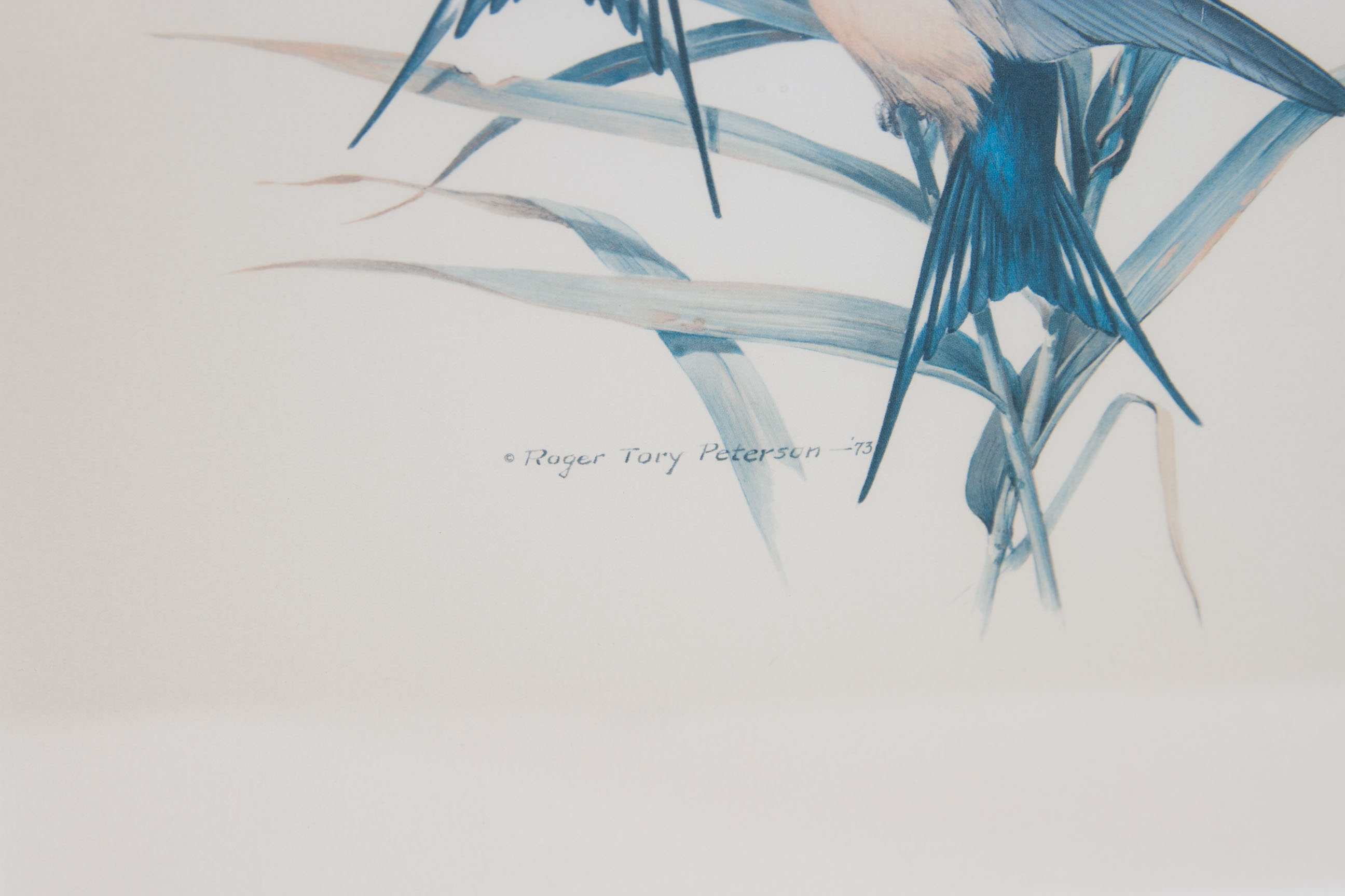 Roger Tory Peterson "Barn Swallow" Lithograph