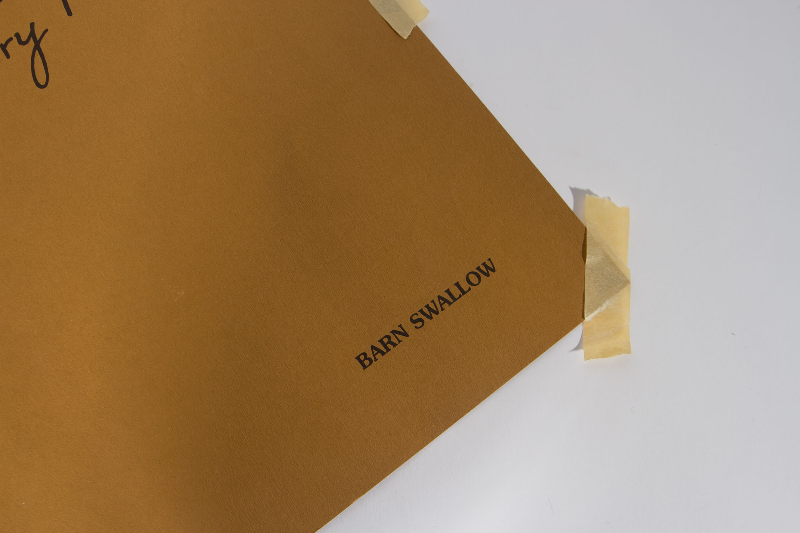 Roger Tory Peterson "Barn Swallow" Lithograph