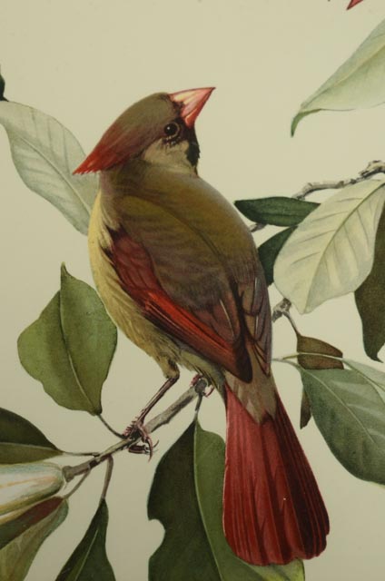 Trio of Roger Tory Peterson Offset Lithographs