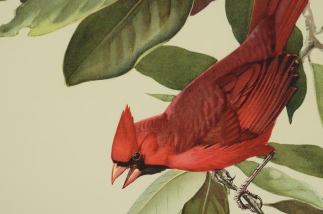 Trio of Roger Tory Peterson Offset Lithographs