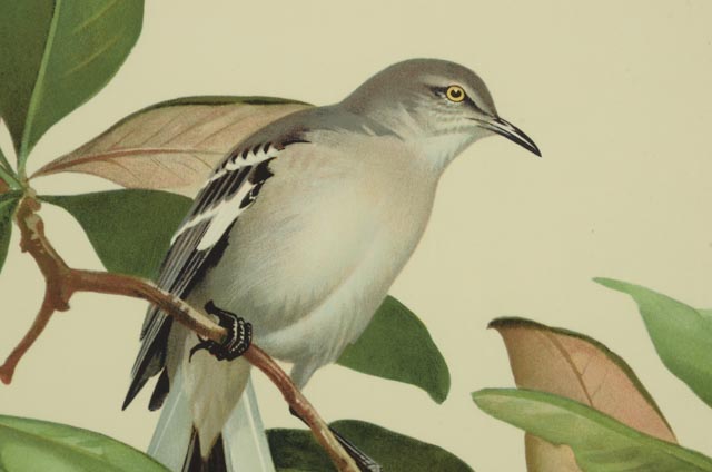 Trio of Roger Tory Peterson Offset Lithographs