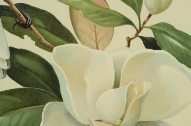 Trio of Roger Tory Peterson Offset Lithographs