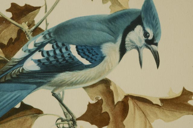 Trio of Roger Tory Peterson Offset Lithographs