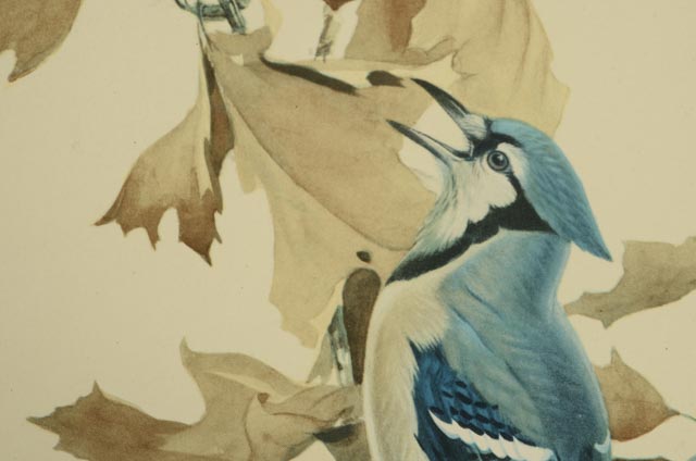 Trio of Roger Tory Peterson Offset Lithographs