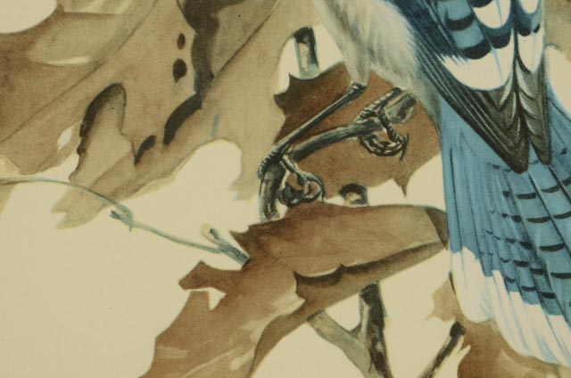 Trio of Roger Tory Peterson Offset Lithographs