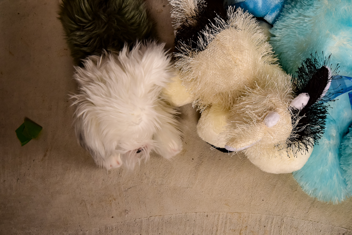 Collection of Stuffed Animals