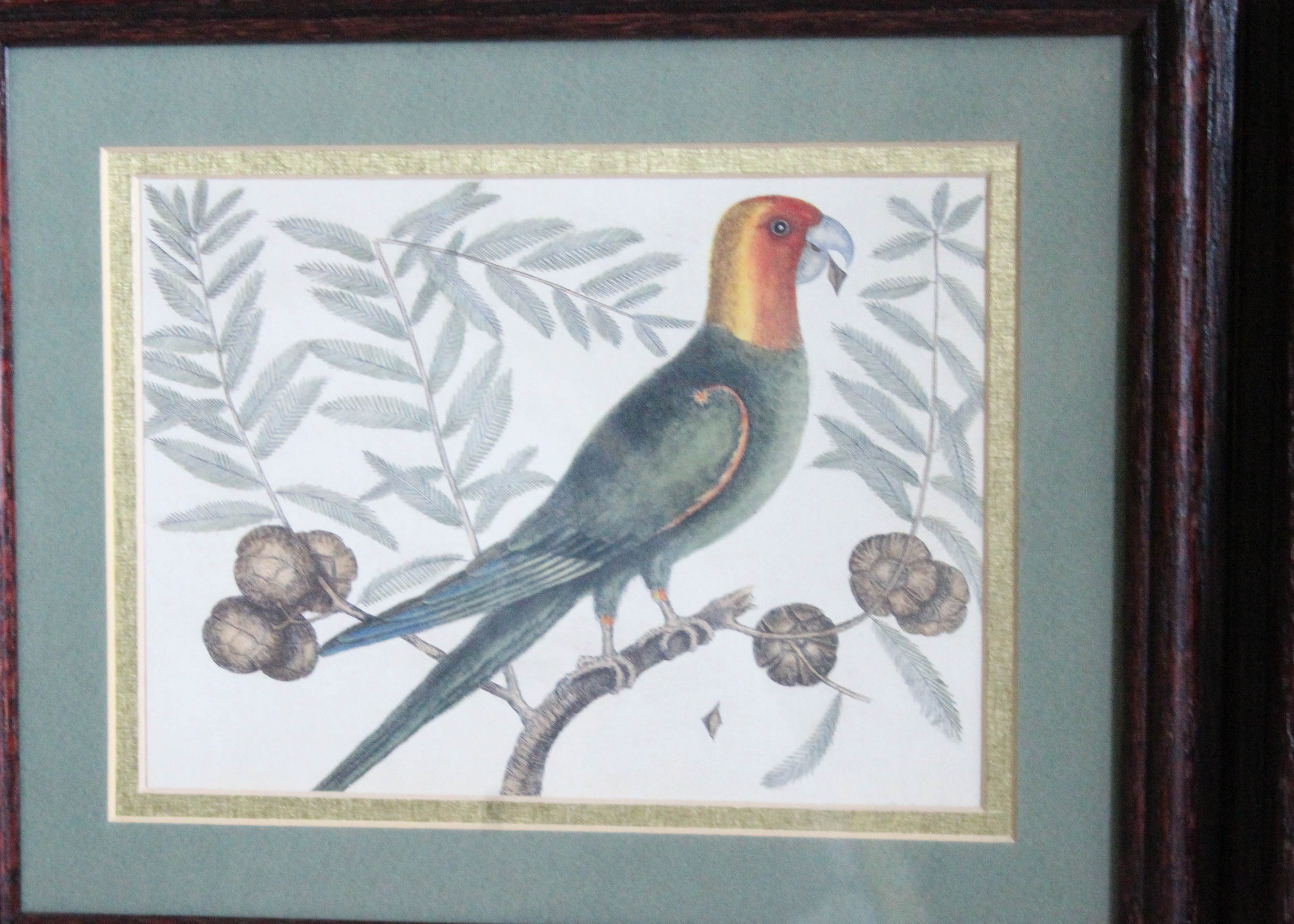 Pair of Mark Catesby Offset Lithograph Prints of Birds