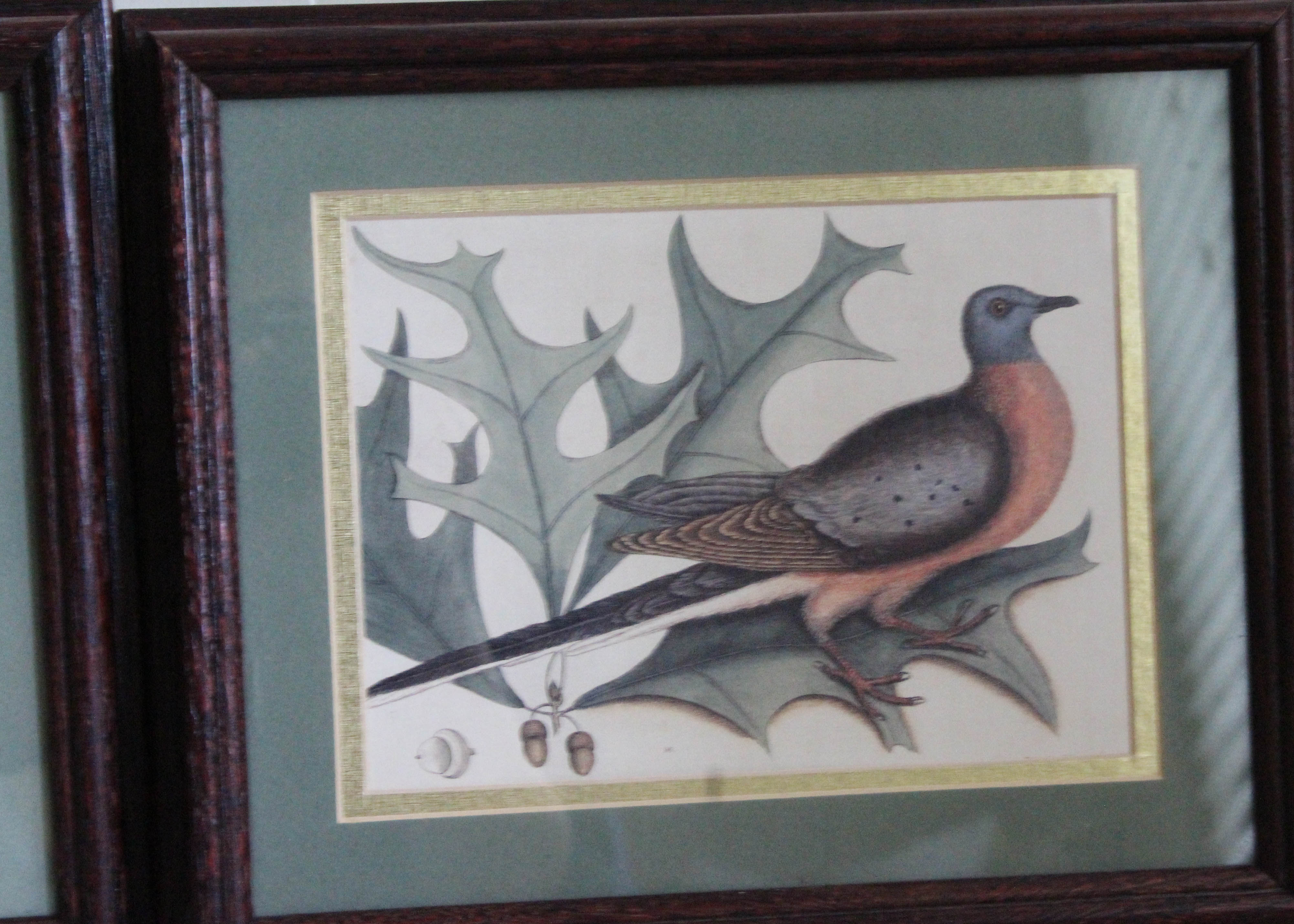 Pair of Mark Catesby Offset Lithograph Prints of Birds