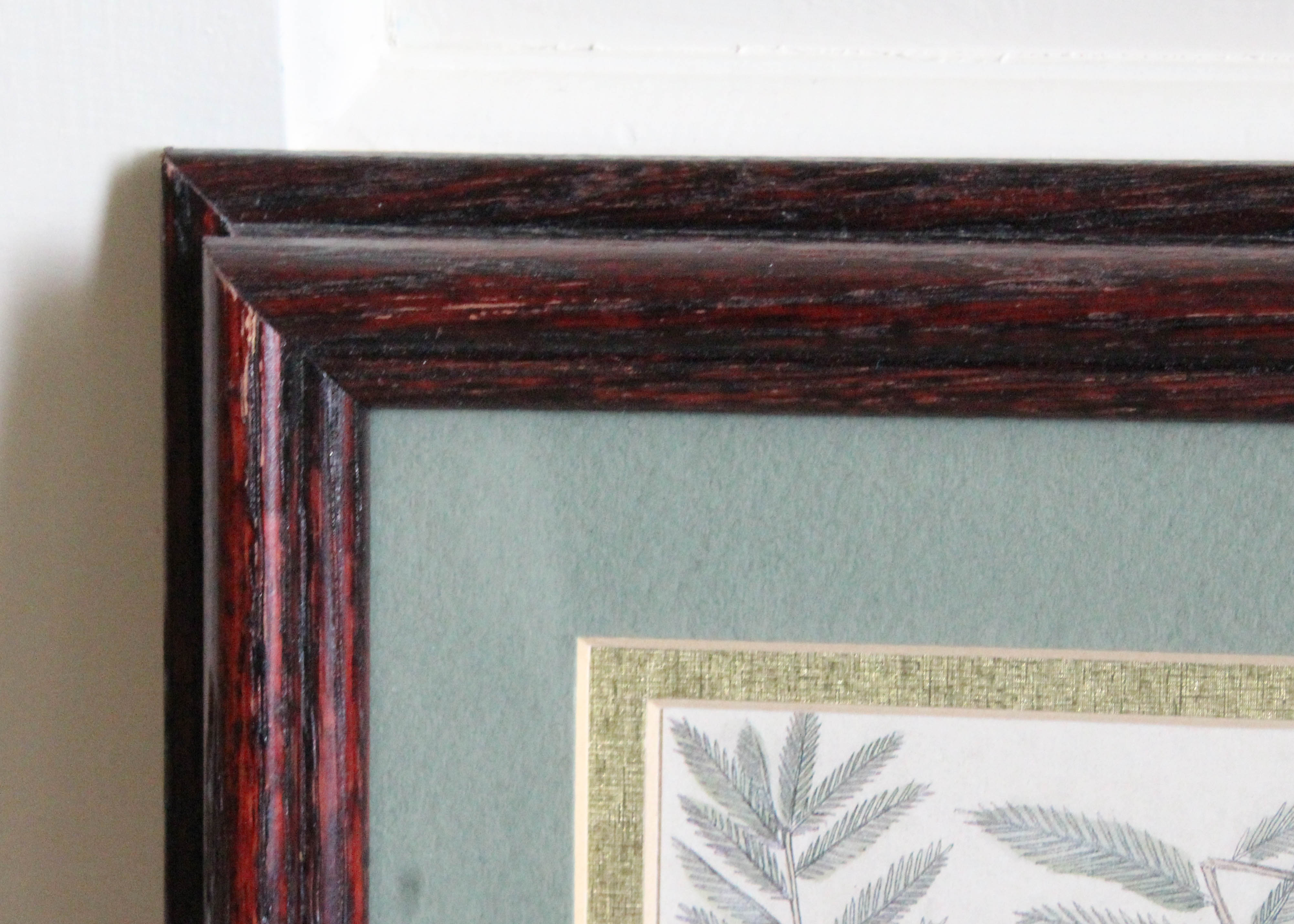 Pair of Mark Catesby Offset Lithograph Prints of Birds