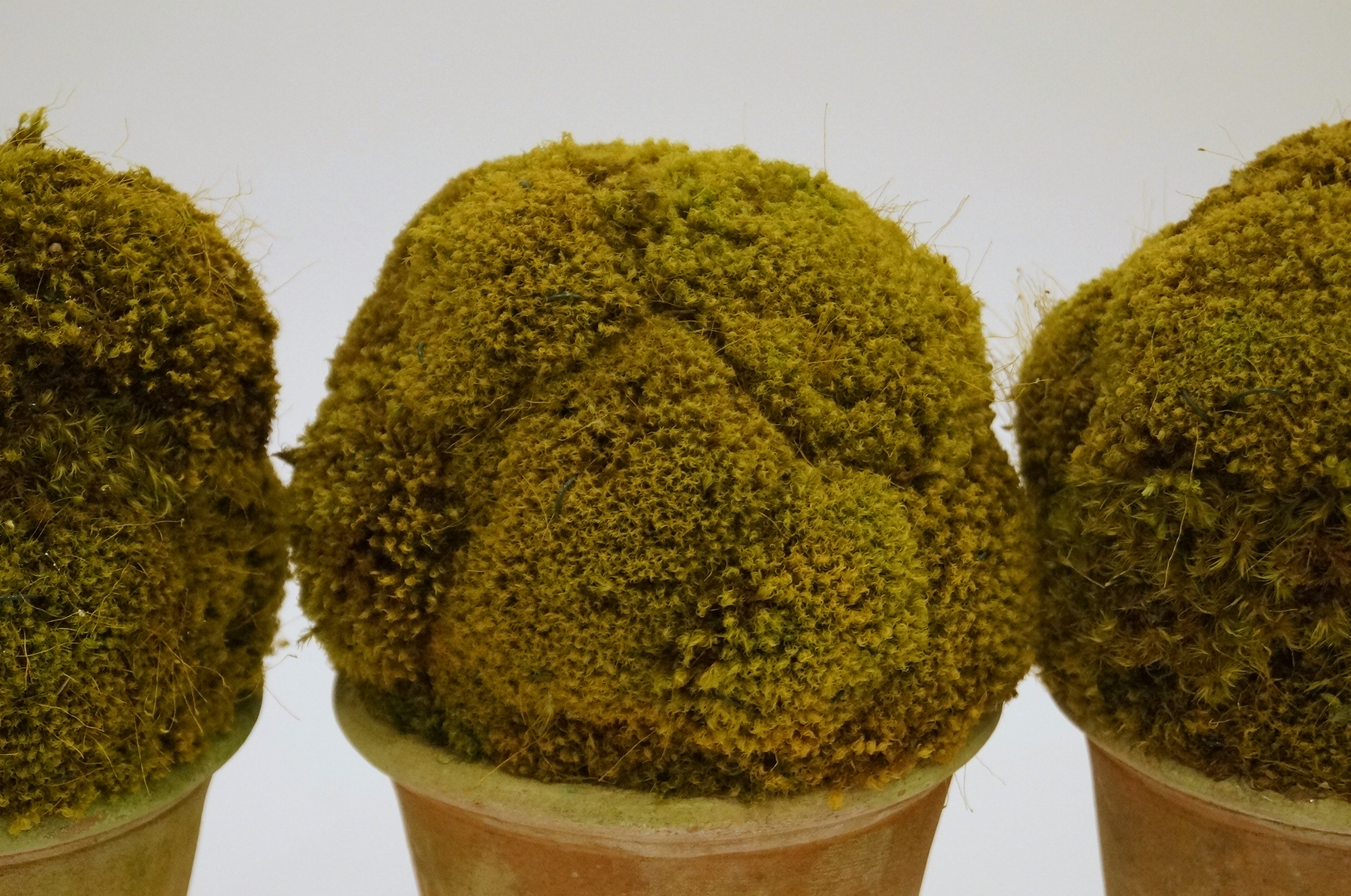 Trio Ceramic Planters with Greenery