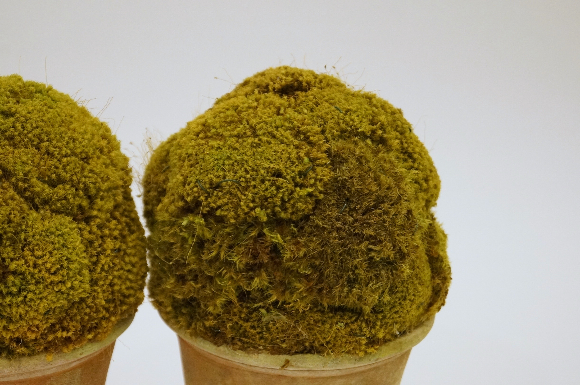 Trio Ceramic Planters with Greenery