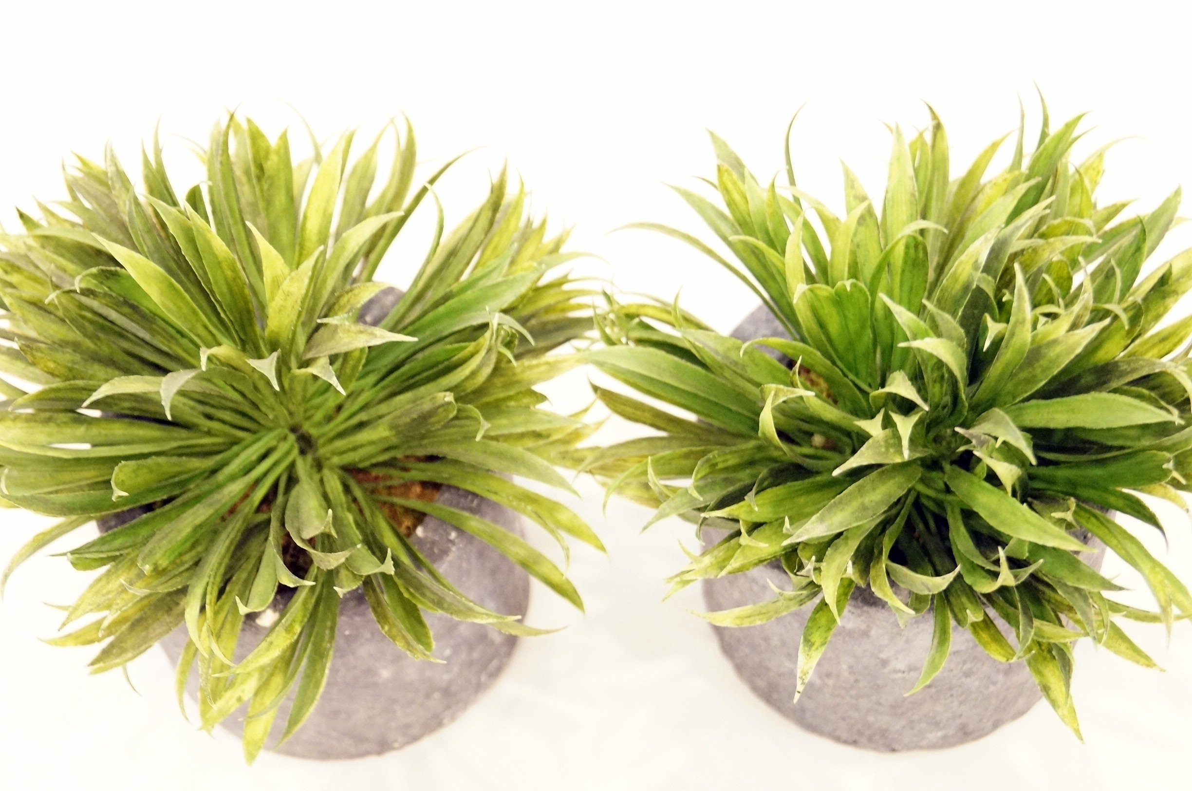 Pair of Decorative Faux Plants
