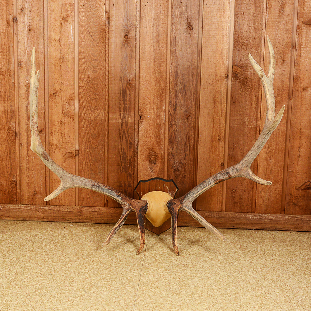 Mounted Elk Antlers