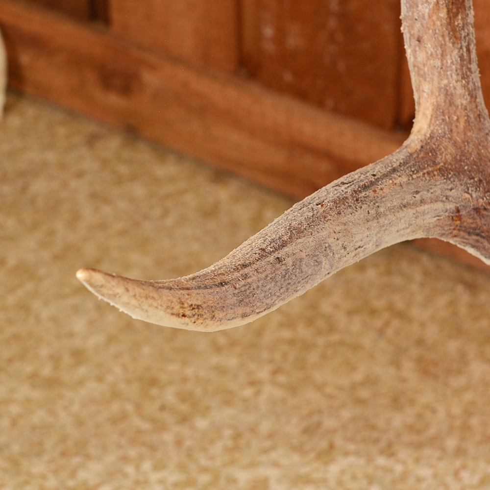 Mounted Elk Antlers
