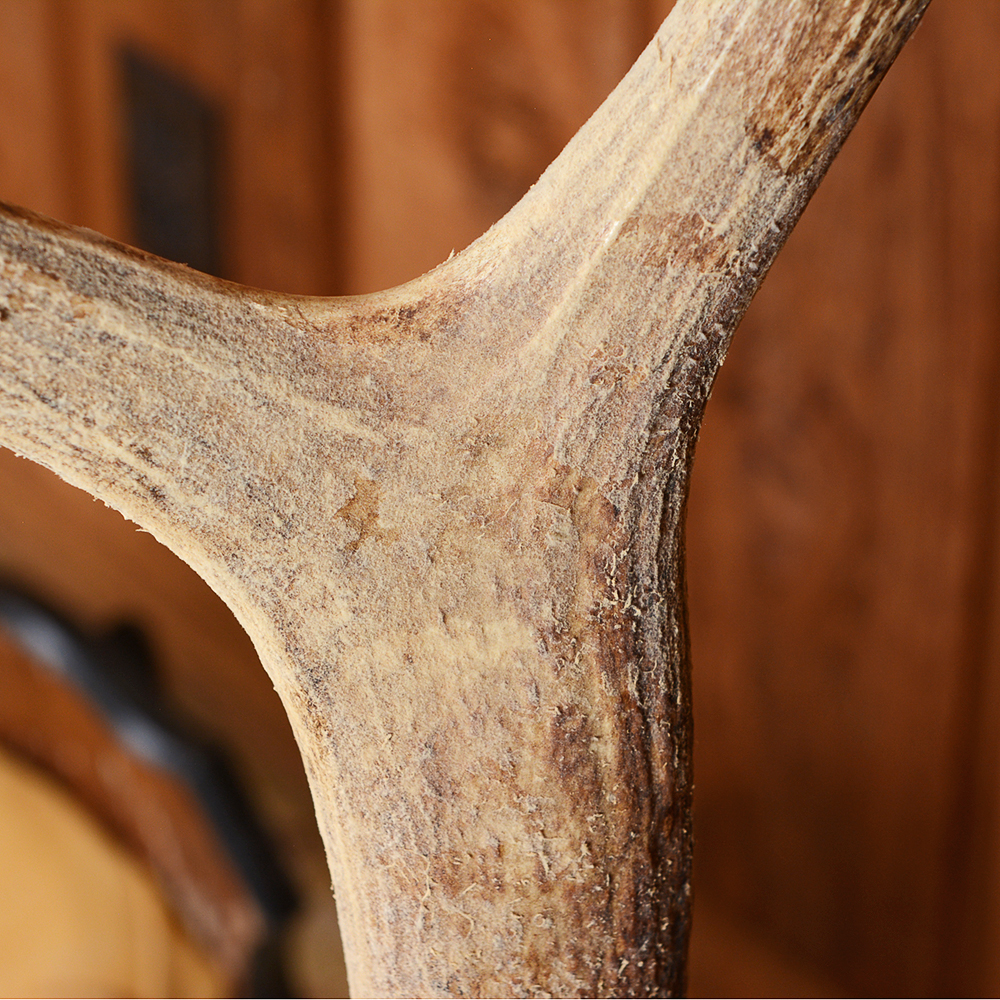 Mounted Elk Antlers