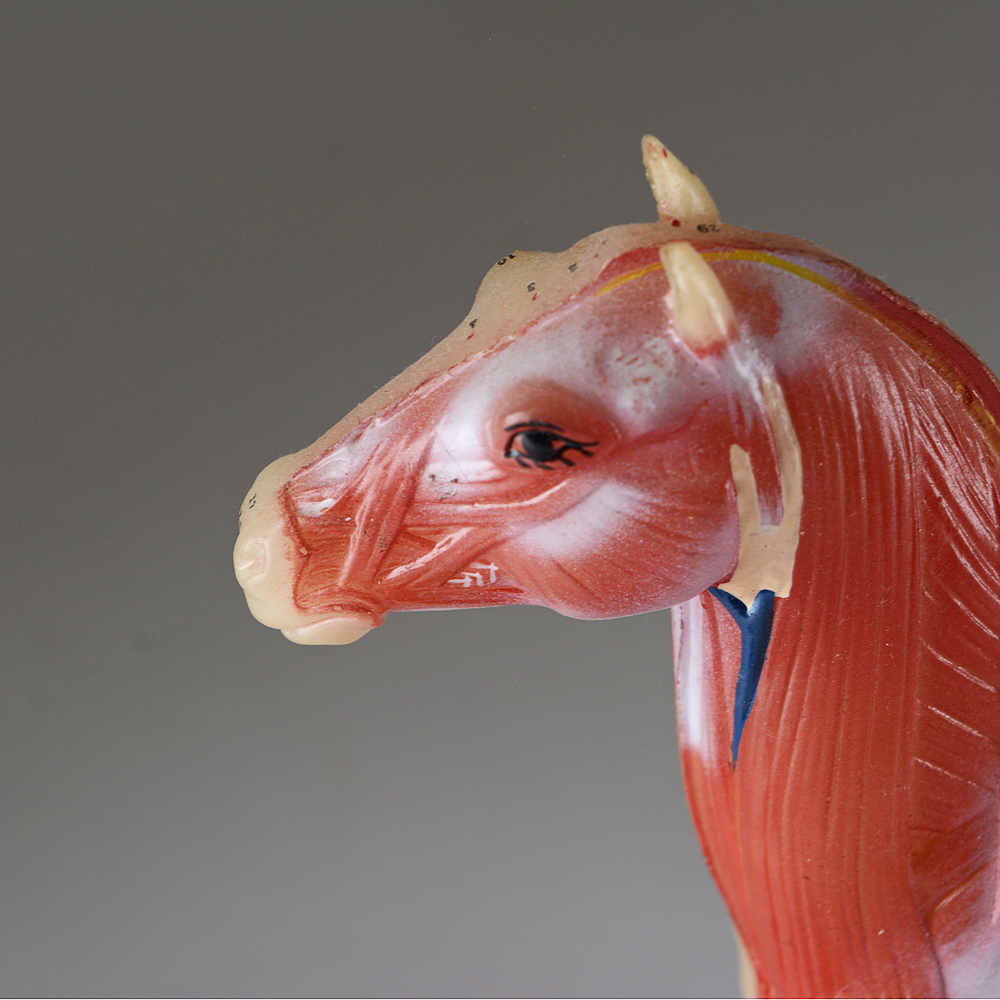 Equine Themed Figures and Decor