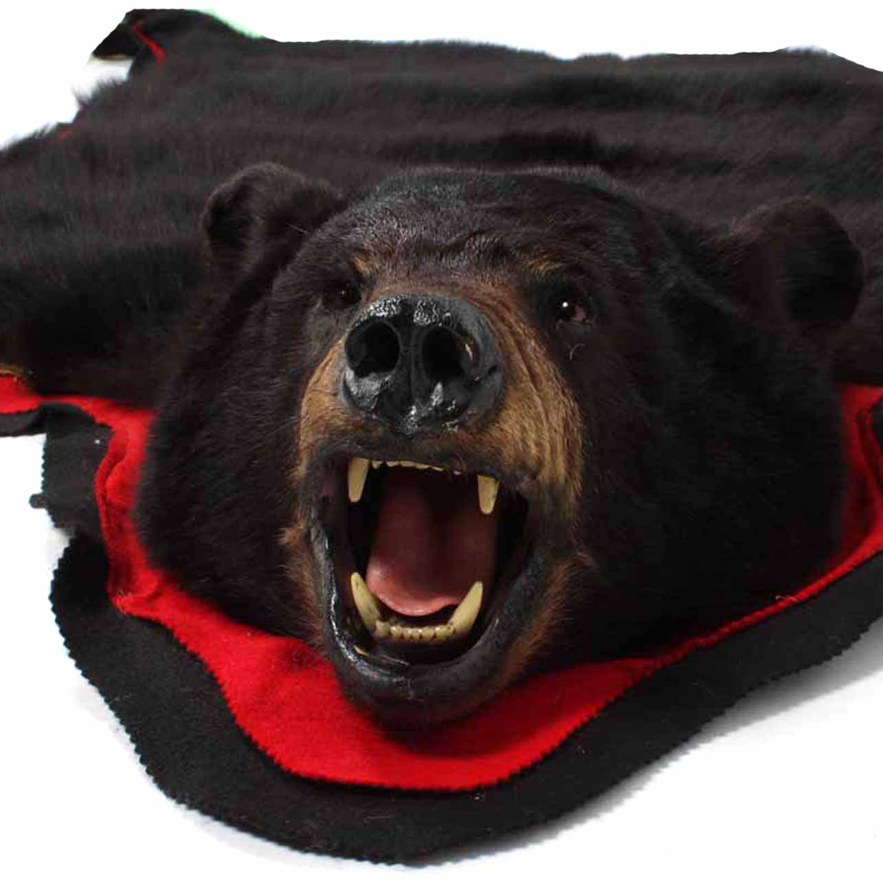 Genuine Black Bear Skin Rug