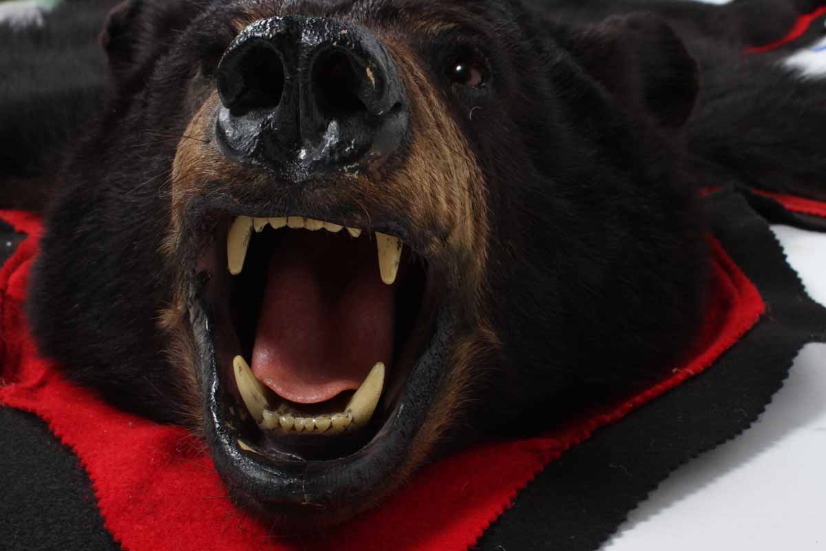 Genuine Black Bear Skin Rug