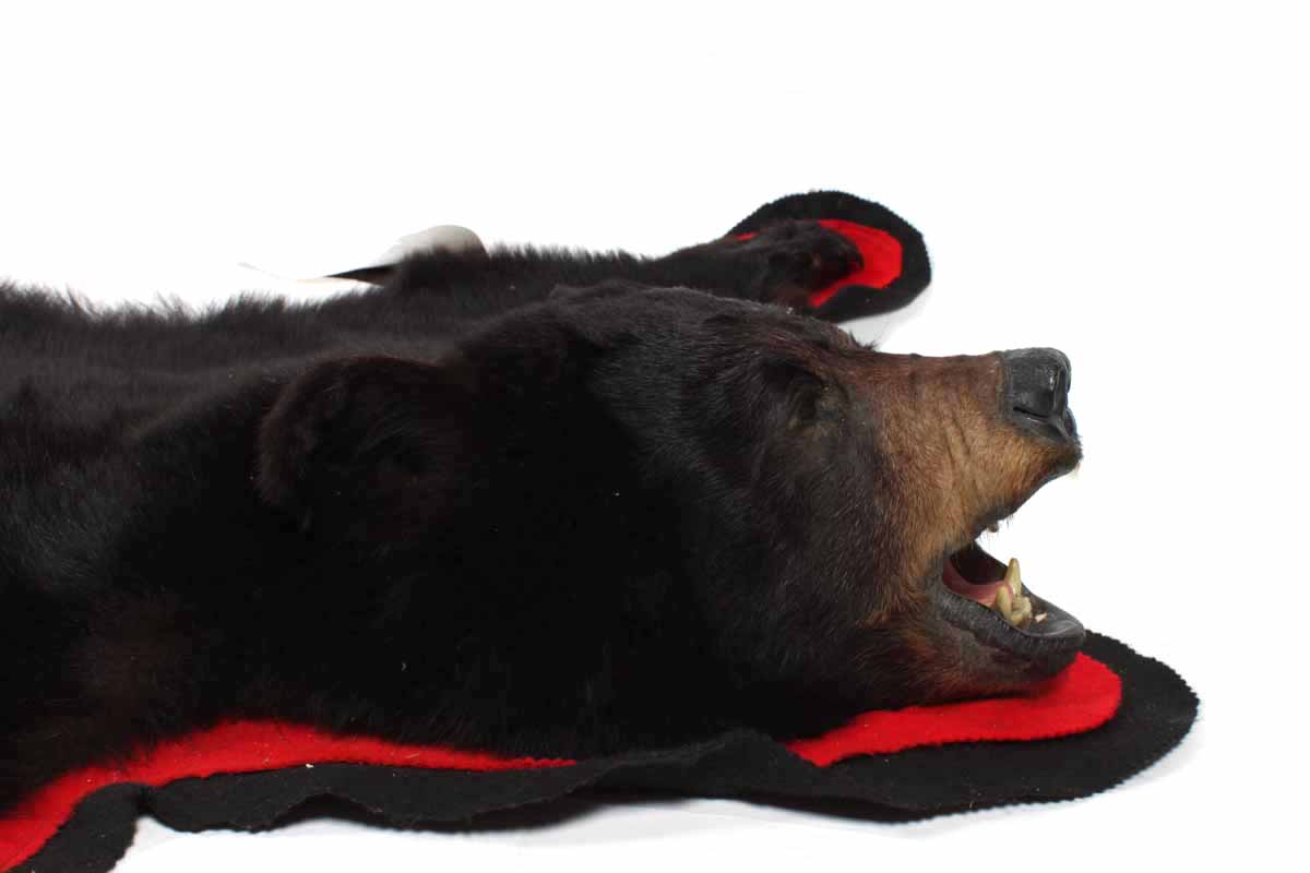 Genuine Black Bear Skin Rug