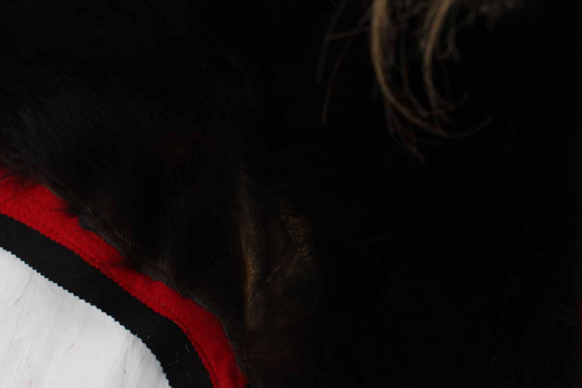 Genuine Black Bear Skin Rug