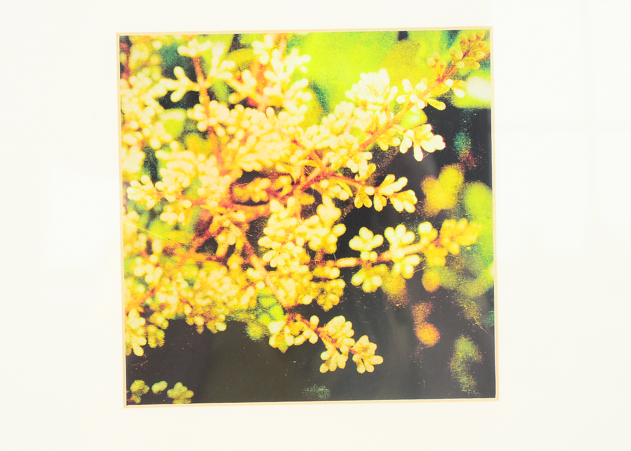 Pair of Framed and Matted Lithographs