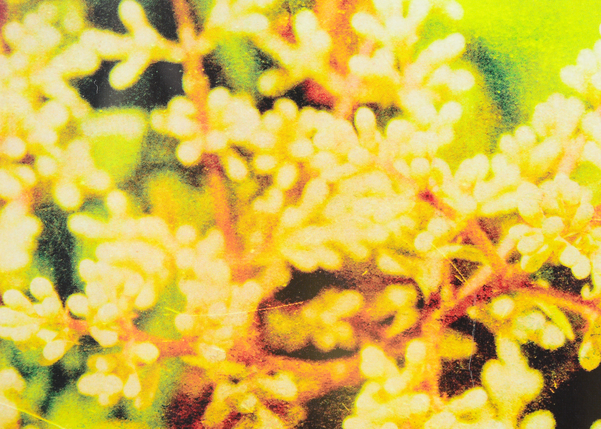 Pair of Framed and Matted Lithographs