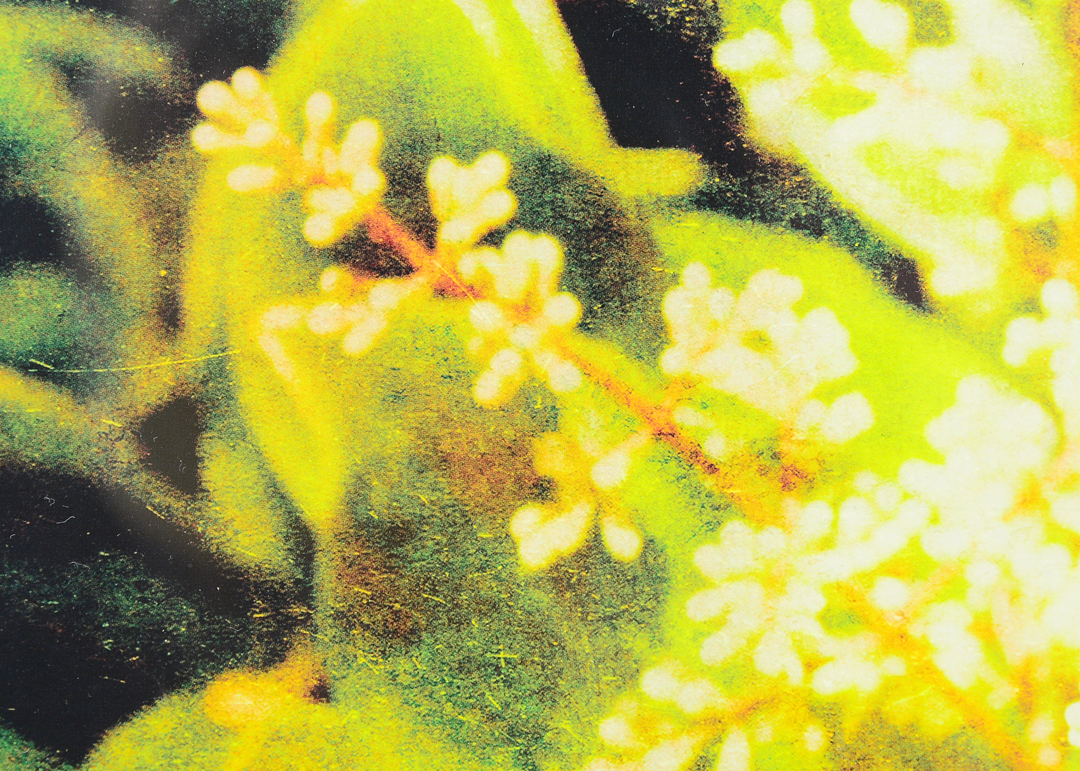 Pair of Framed and Matted Lithographs