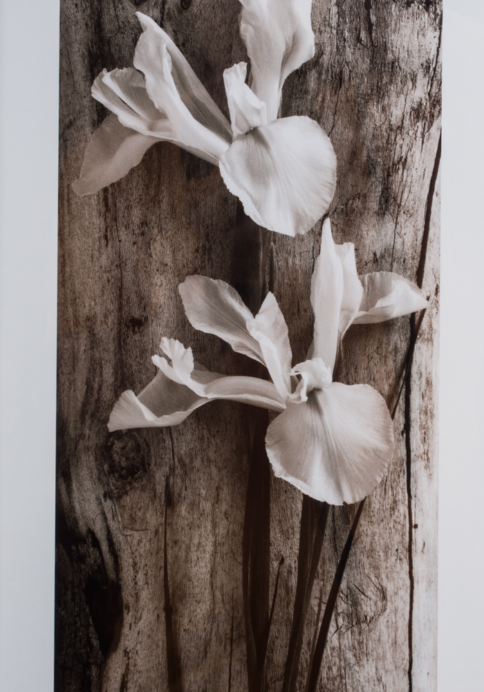 Pair of Framed Sandra Wampler Prints