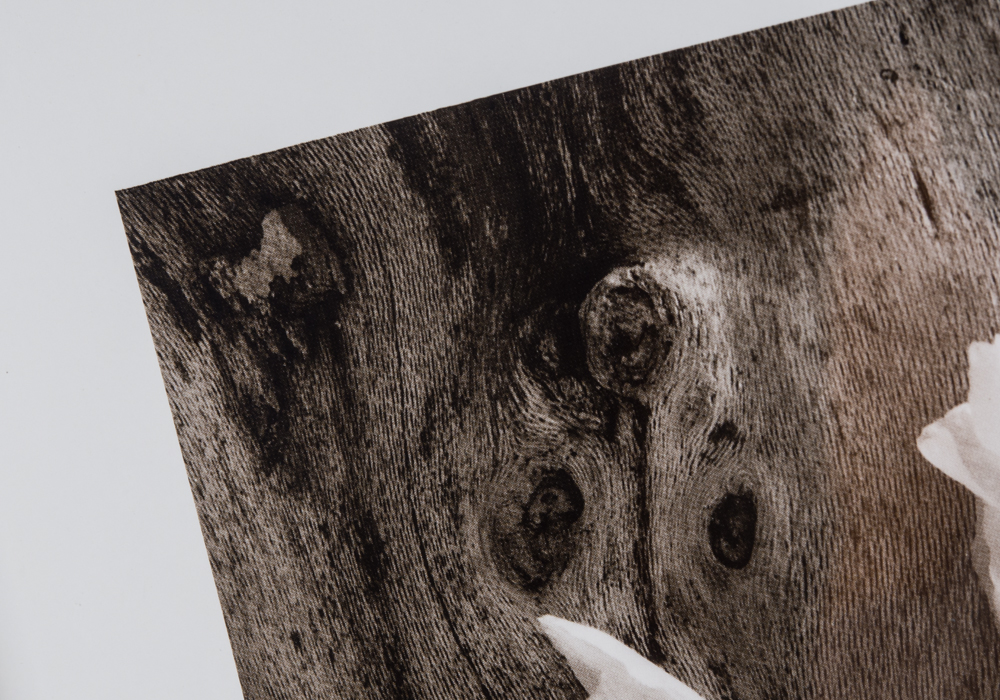 Pair of Framed Sandra Wampler Prints