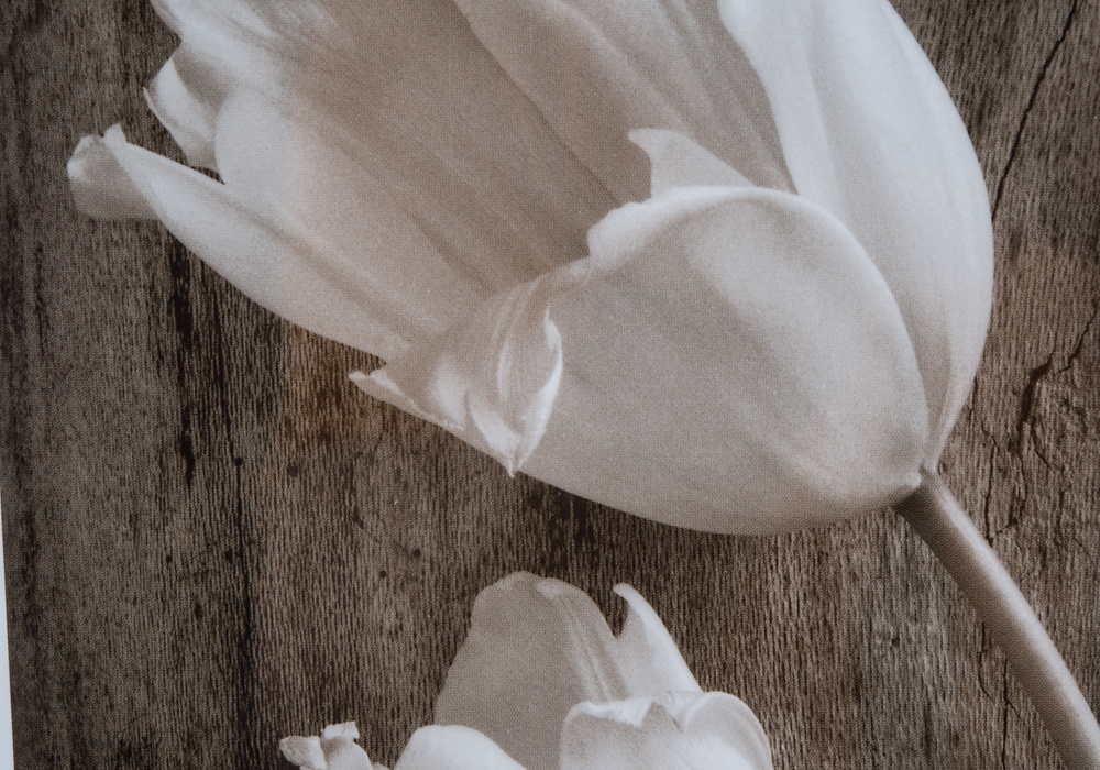 Pair of Framed Sandra Wampler Prints