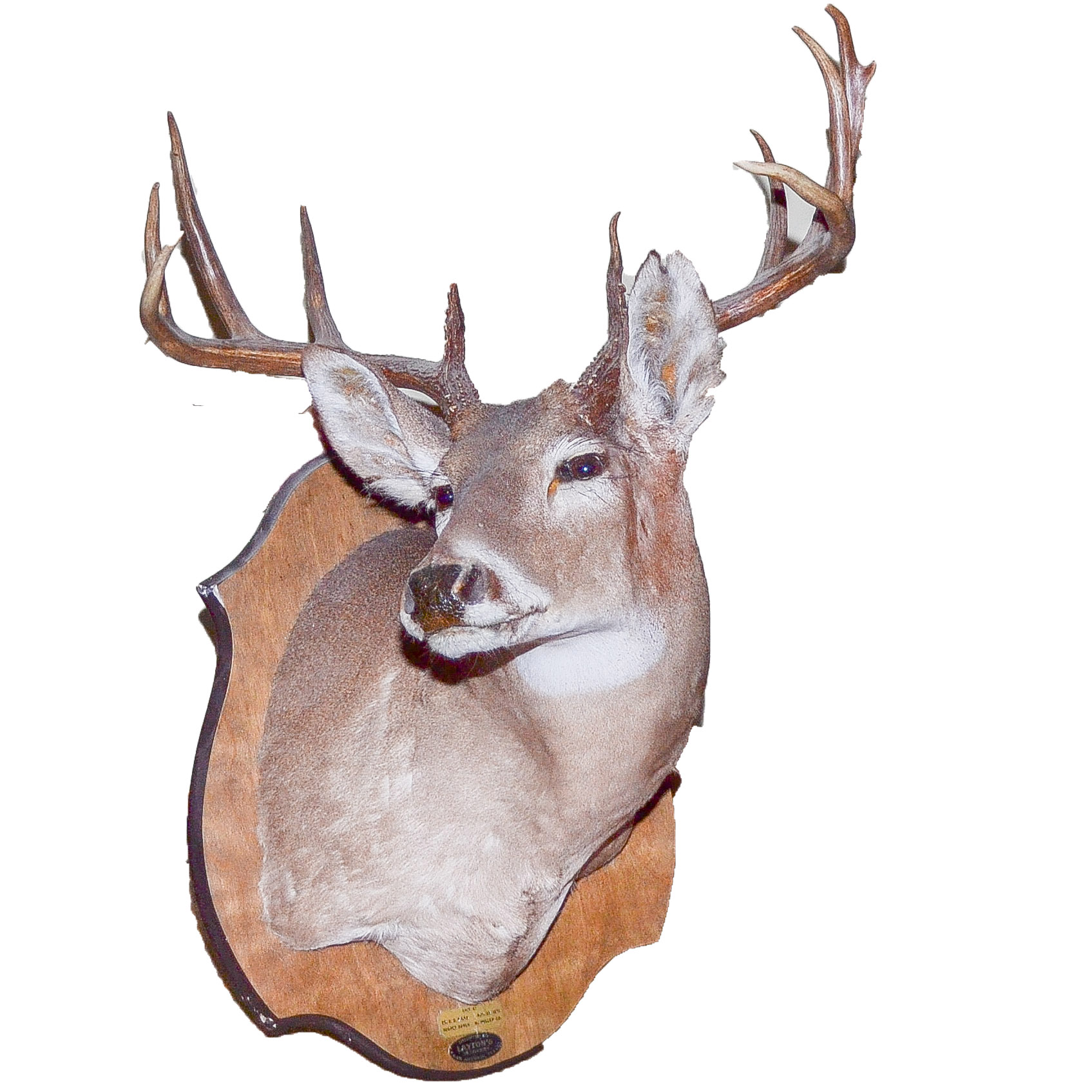 Mounted Deer Head