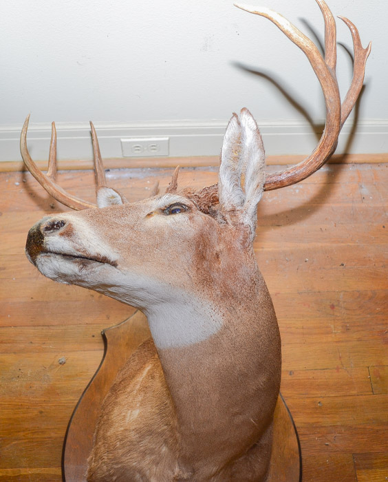 Mounted Deer Head