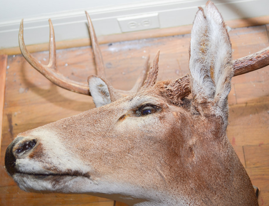 Mounted Deer Head