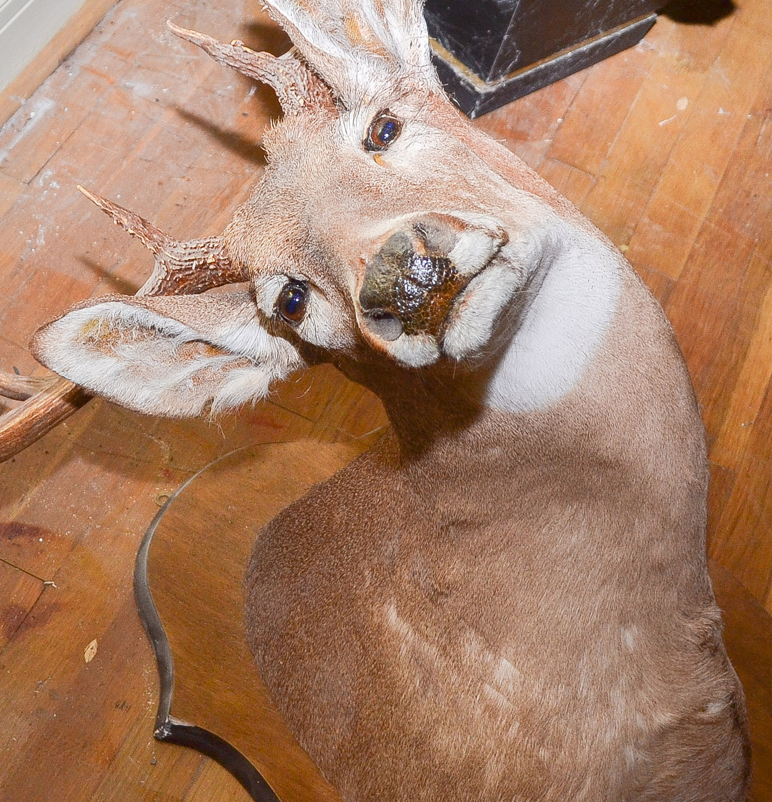 Mounted Deer Head