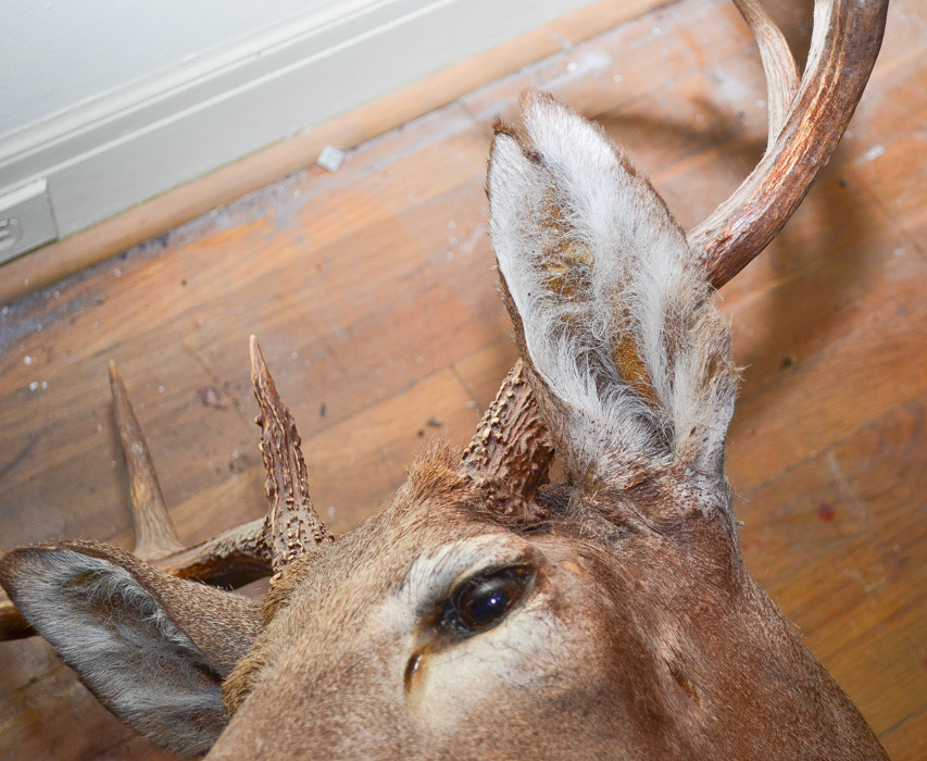 Mounted Deer Head
