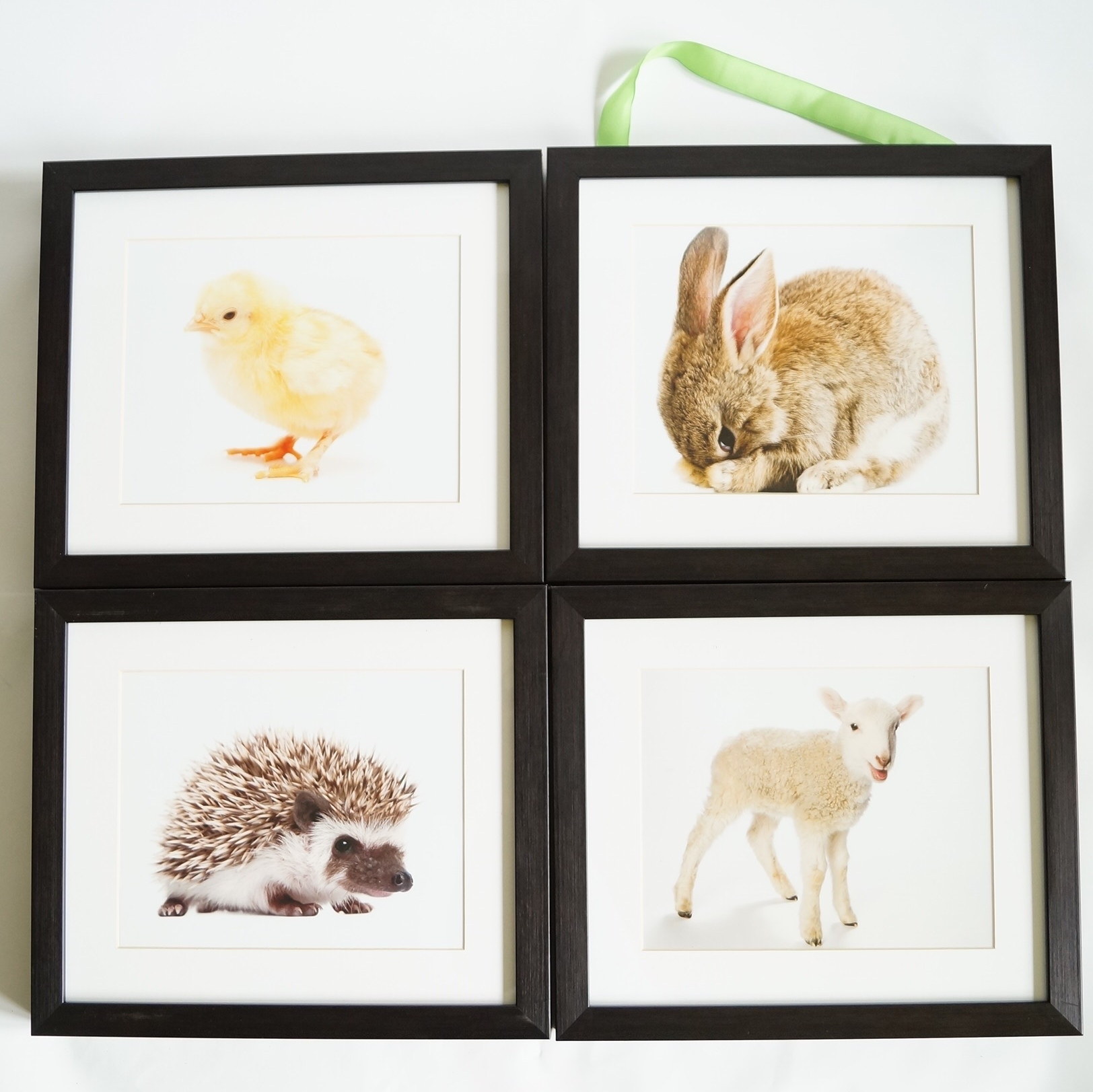 Four Baby Animal Photographs