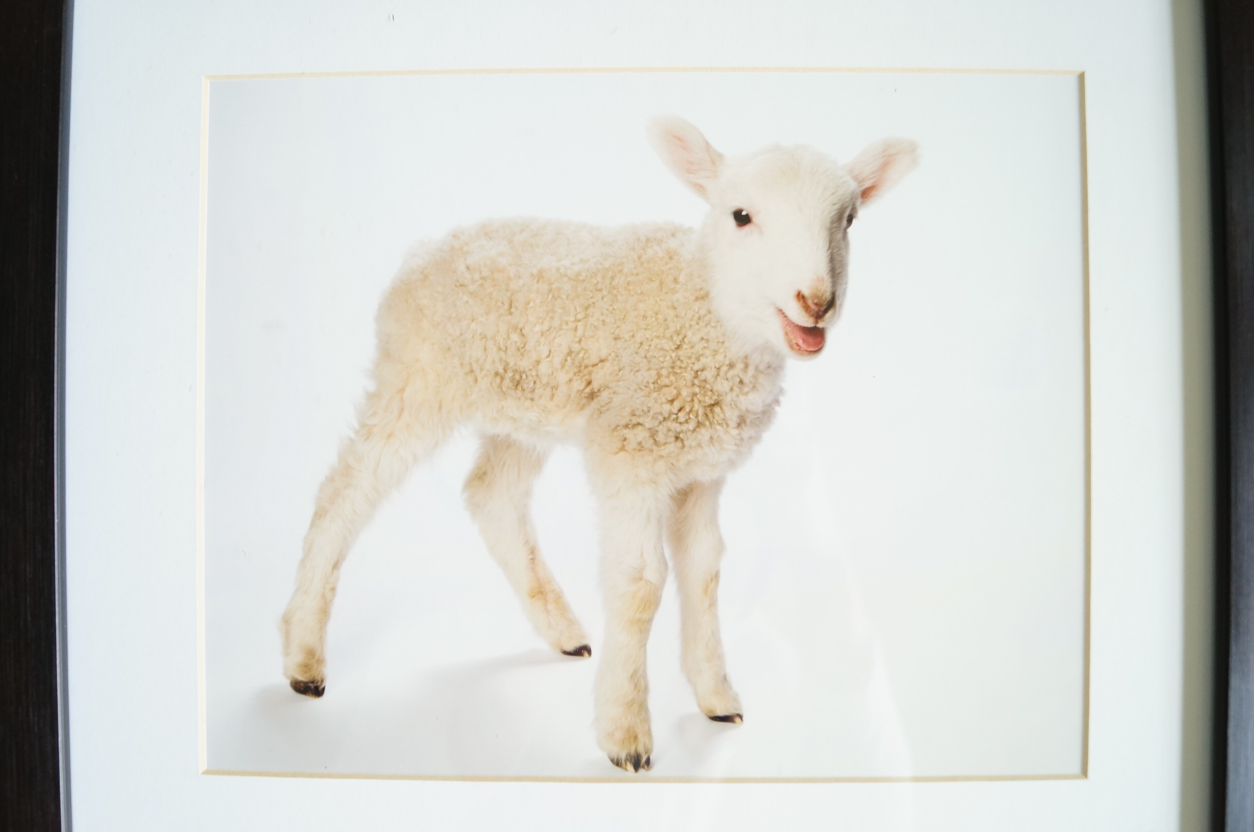 Four Baby Animal Photographs