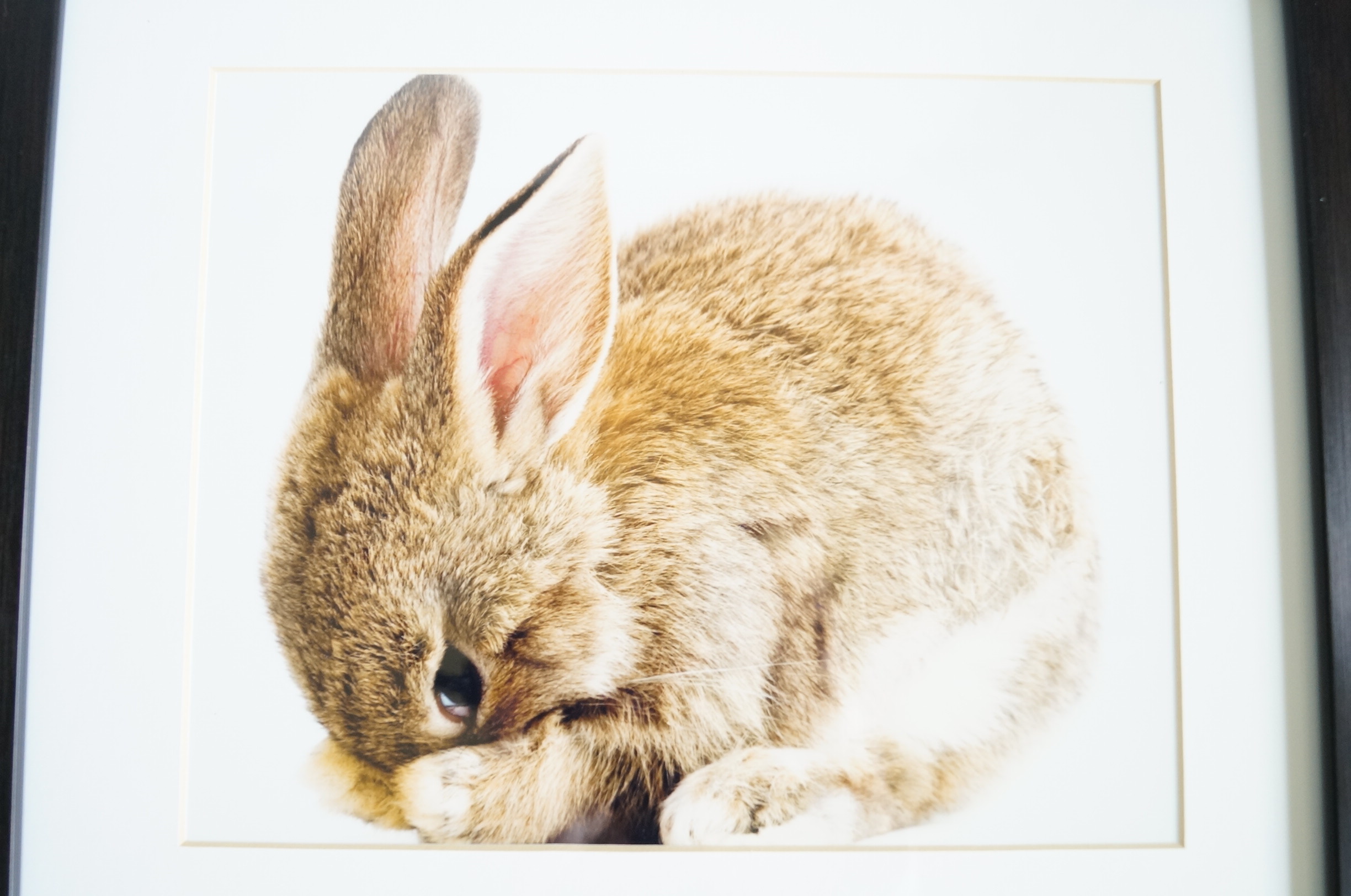 Four Baby Animal Photographs