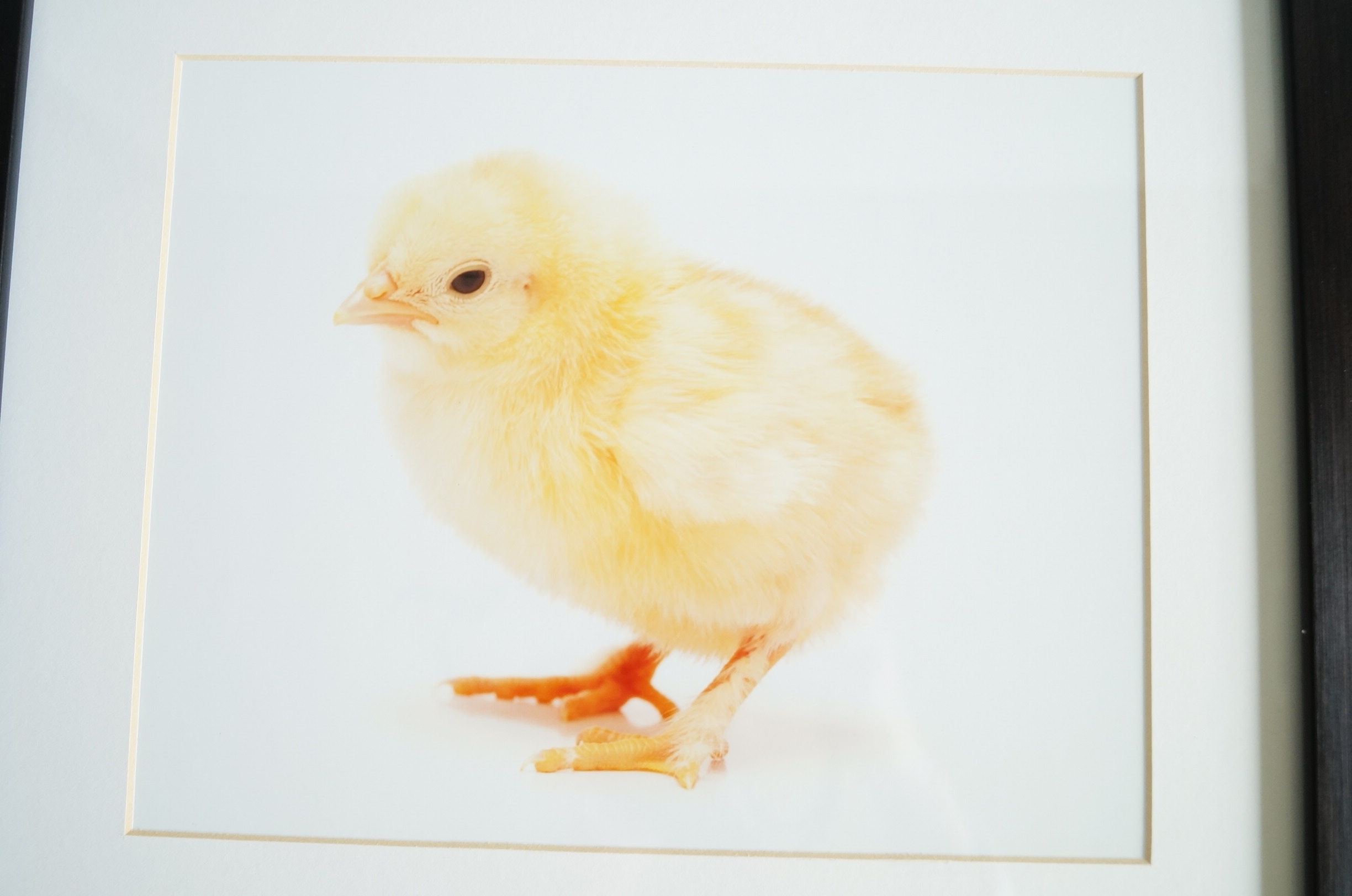 Four Baby Animal Photographs