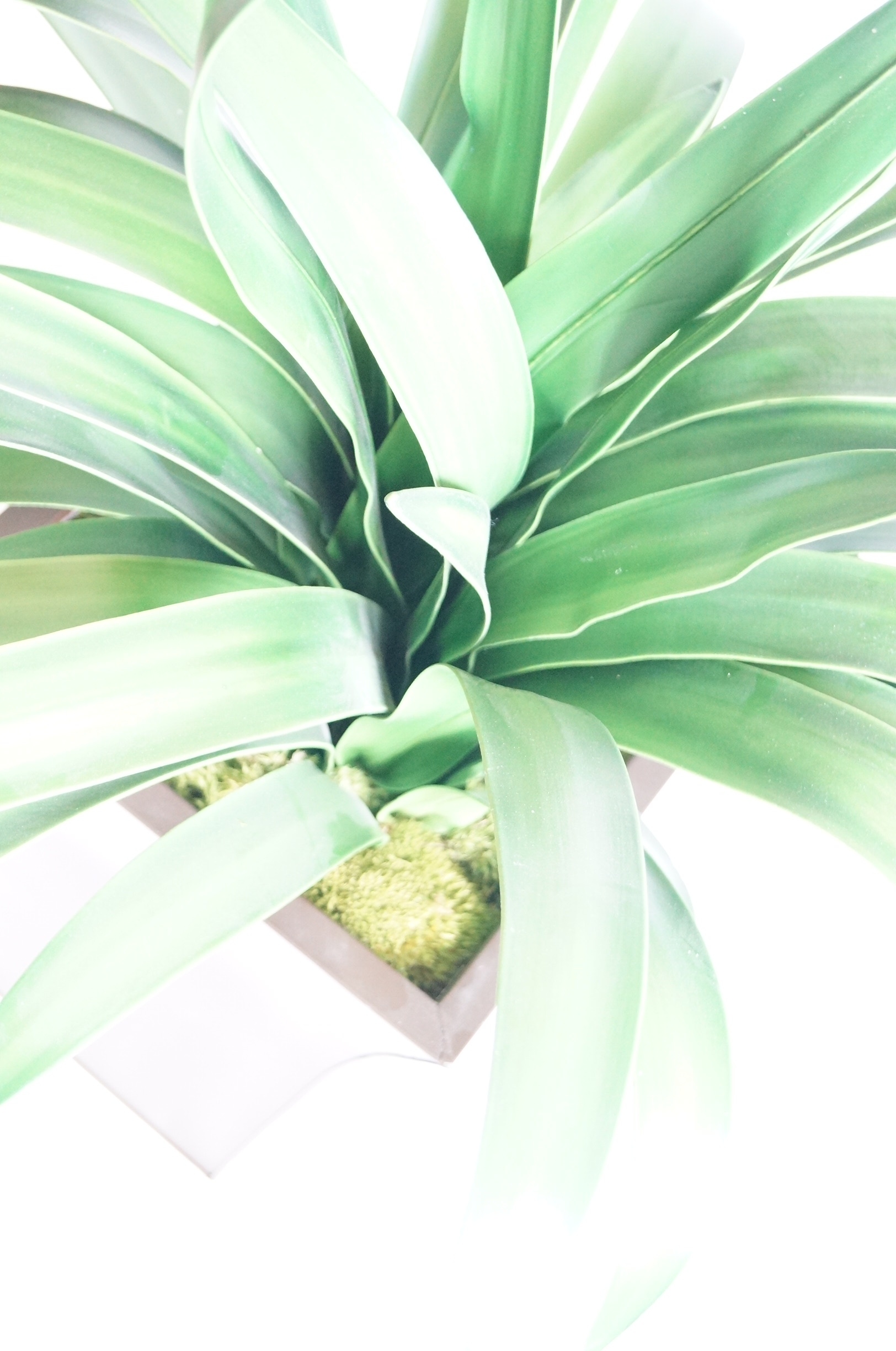 Artificial Plant