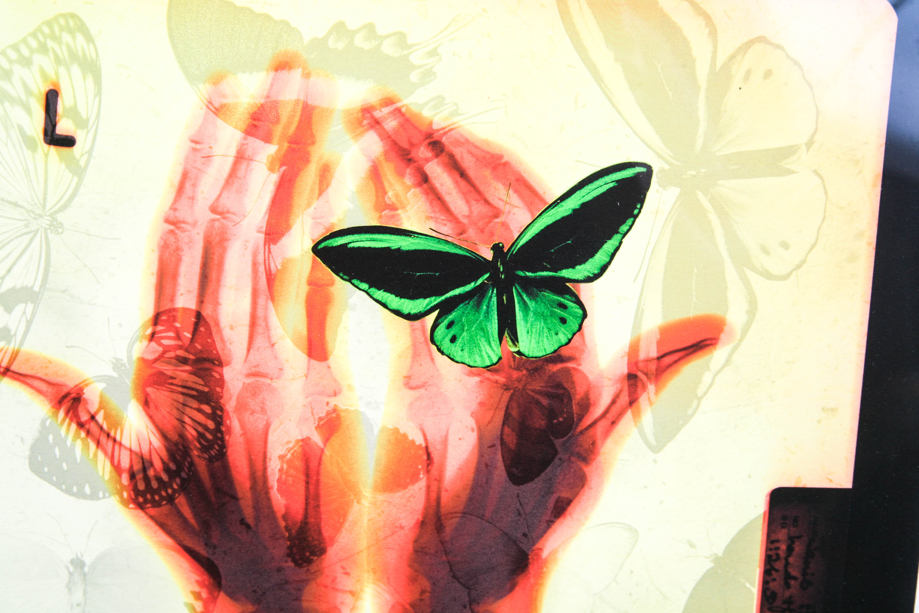 Modern Butterfly Print Shadowbox