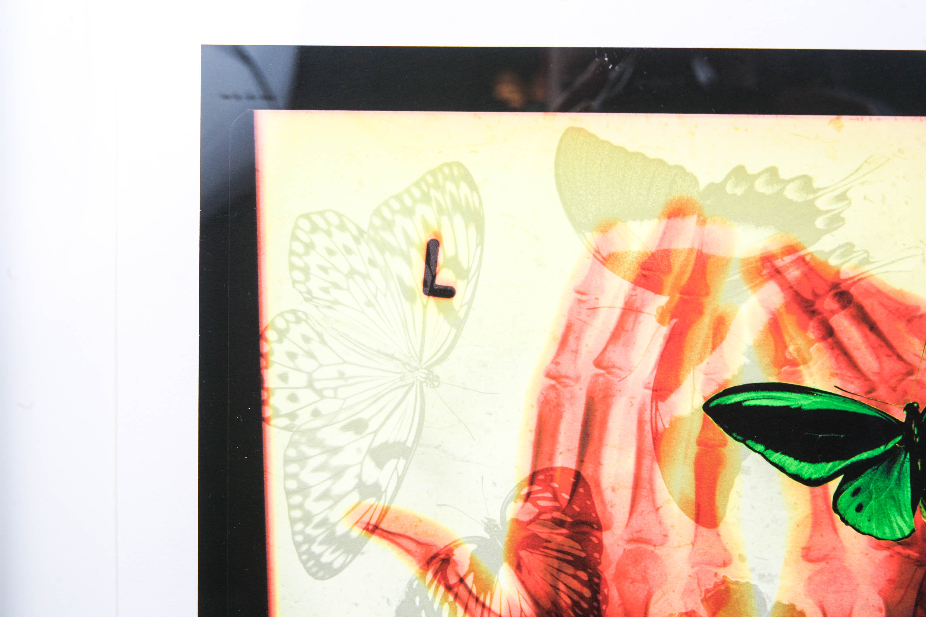 Modern Butterfly Print Shadowbox