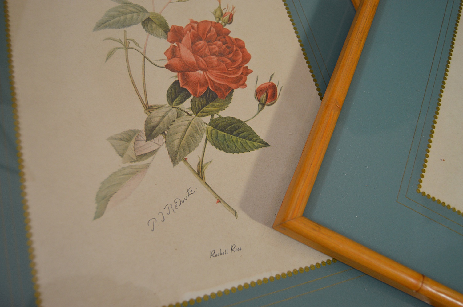 Vintage Botanical Prints, Caroline Williams Prints, Original Paintings