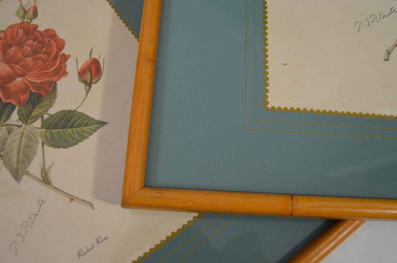 Vintage Botanical Prints, Caroline Williams Prints, Original Paintings