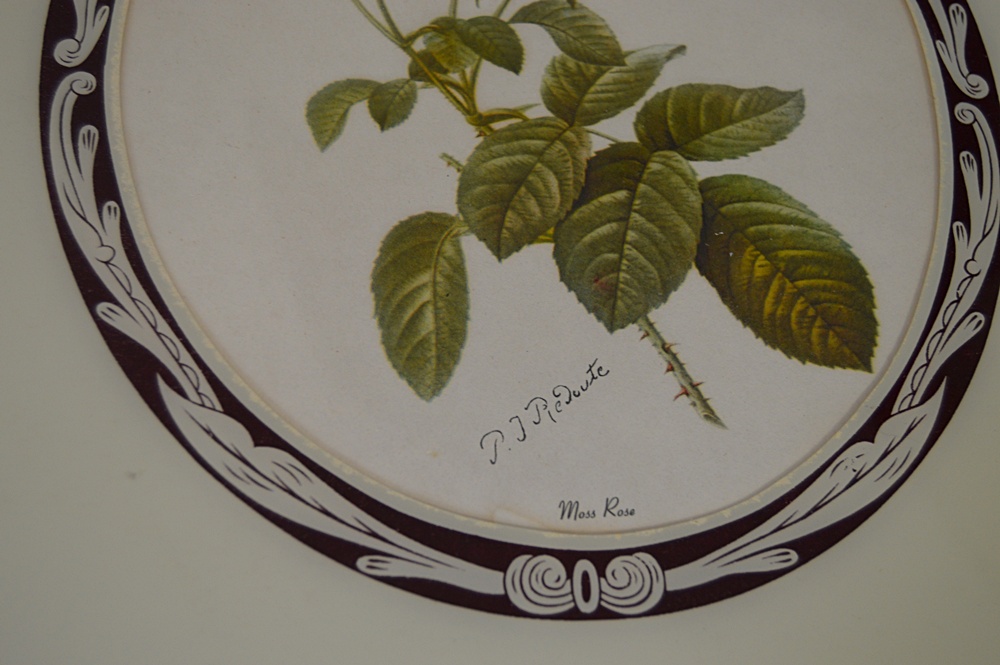 Vintage Botanical Prints, Caroline Williams Prints, Original Paintings