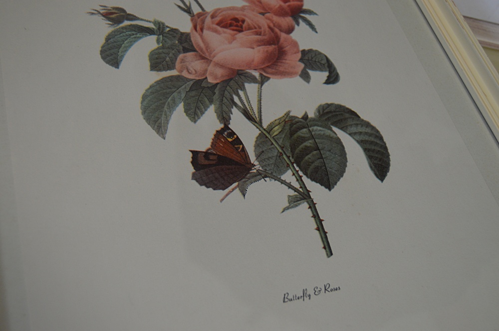 Vintage Botanical Prints, Caroline Williams Prints, Original Paintings